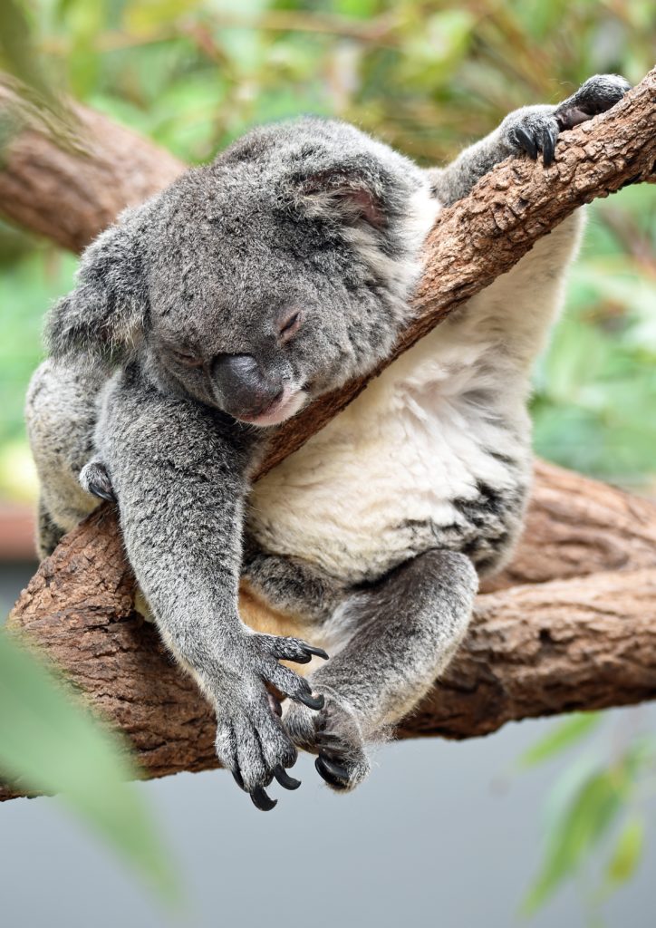 Koala