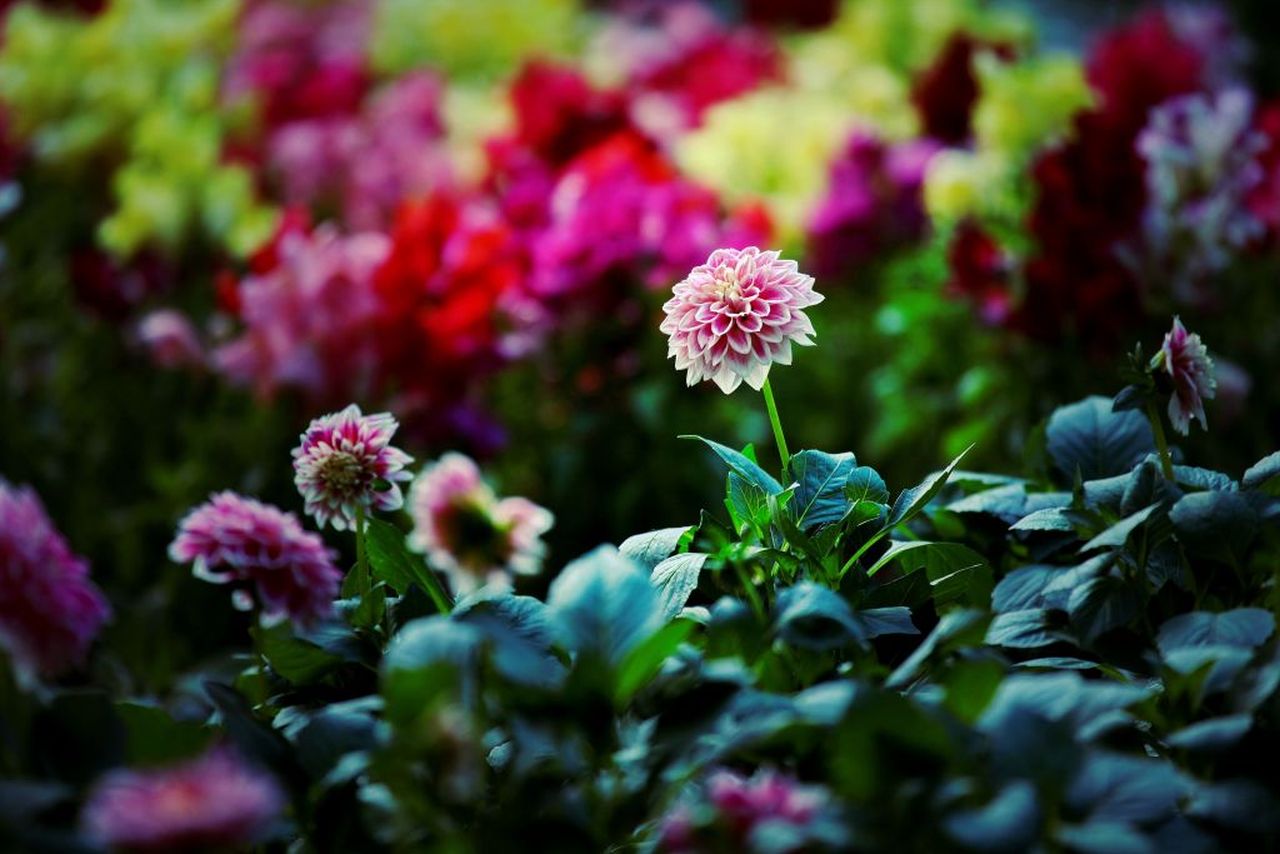 Floraart 2019. 3