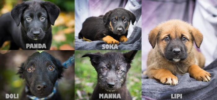 Prijatelji zivotinja 2