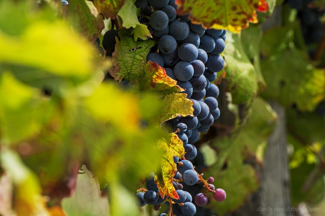 Vinski razgovori Rossi 1