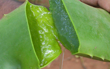 aloe_vera2