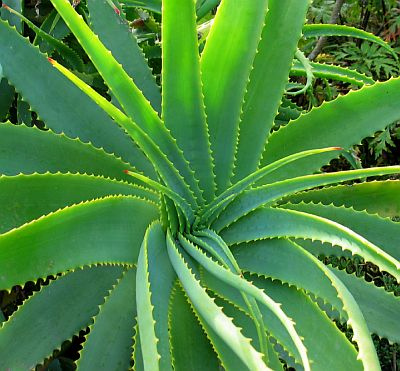 aloe_vera3
